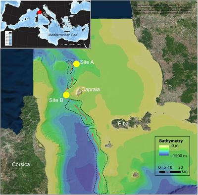 The “Corsica Channel Cold-Water Coral Province” (Mediterranean Sea)